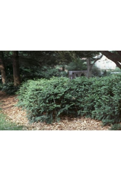 Тис средний Денсиформис — отличный вариант для живой изгороди.