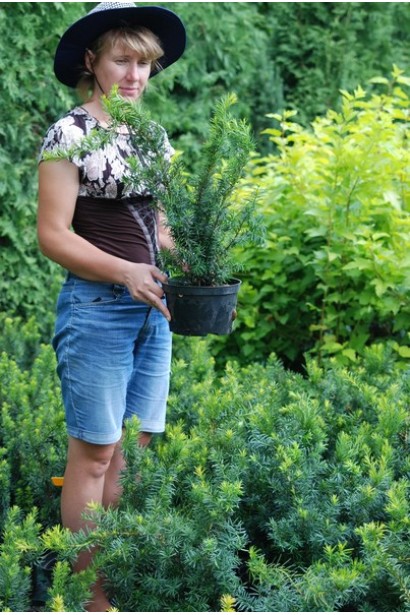 Тис средний Денсиформис в садовом центре.