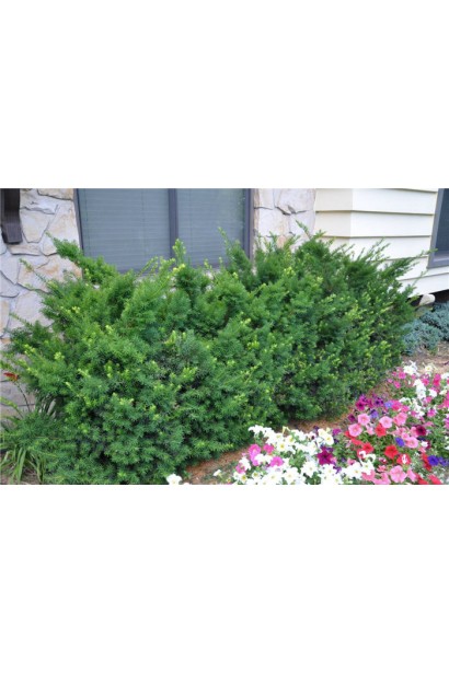 Тис Денсиформис – вечнозеленый куст для оформления сада.