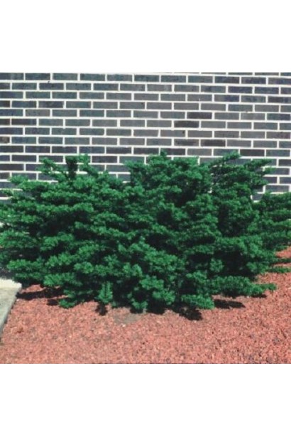 Тис средний Денсиформис – компактный декоративный кустарник.