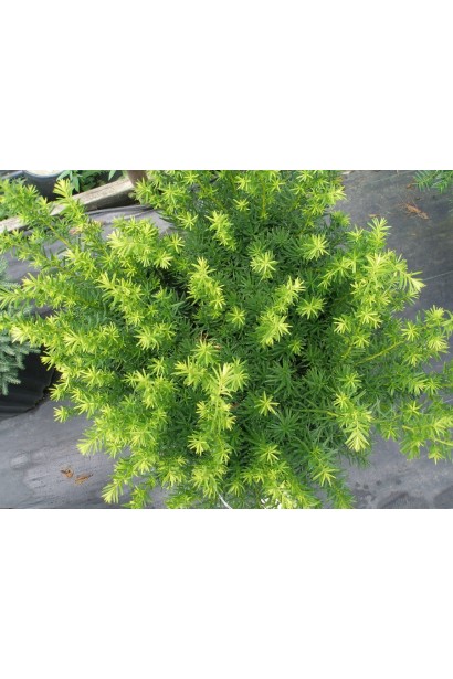 Тис средний Дензиформис