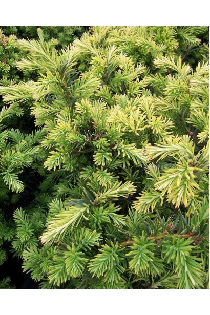 Вечнозеленый тис Дензиформис с мягкой хвоей.