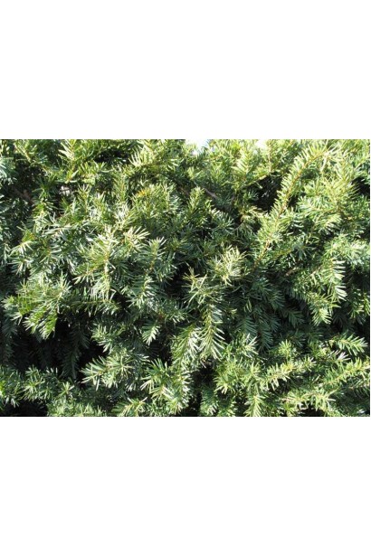 Тис средний Дензиформис