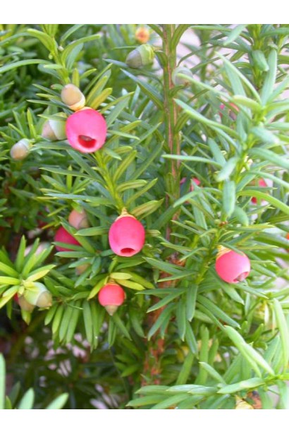 Тис средний денсиформис ягоды