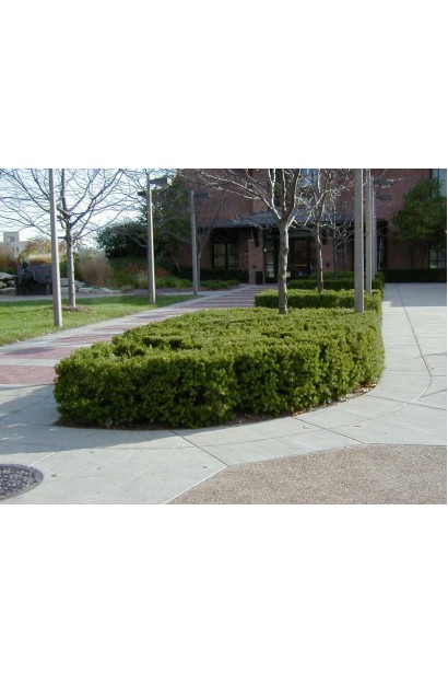 Тис средний Дензиформис