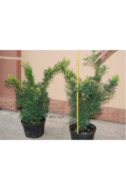 Тис средний Дензиформис – устойчив к морозам и тени.