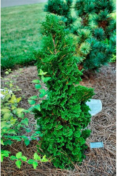 Компактная декоративная туя Дегрут Спайра.