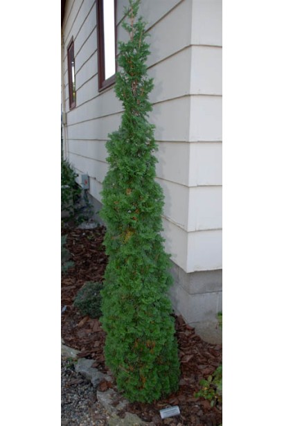 Thuja occidentalis Degroot Spire 