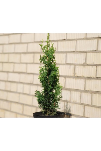 Хвоя туи Дегрут Спайр насыщенного зеленого цвета.