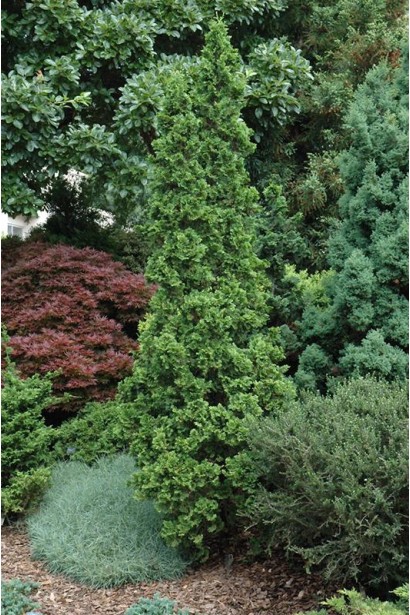 Стройная туя Дегрут Спайр в ландшафте.