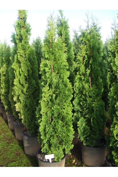 Узкоколонообразная туя Дегрут Спайр.