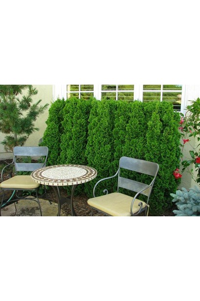 Вечнозеленая туя Дегрут Спайр для живой изгороди.