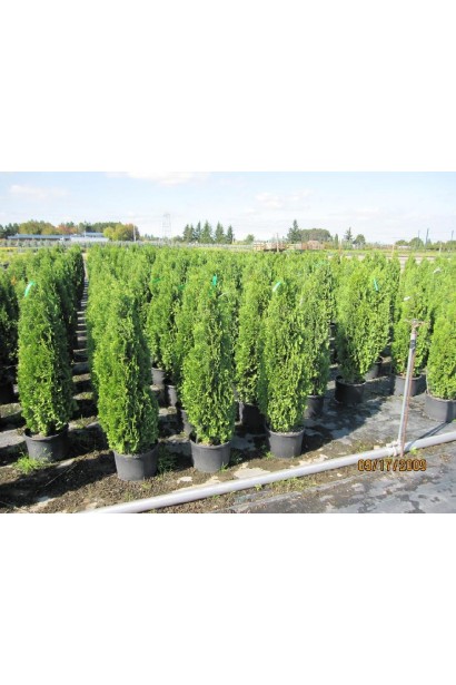 Стройная декоративная туя Дегрут Спайр для заборов.