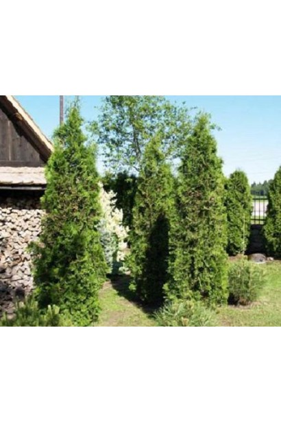 Вертикальная туя Пирамидалиса Компакта с густой зеленой хвоей.