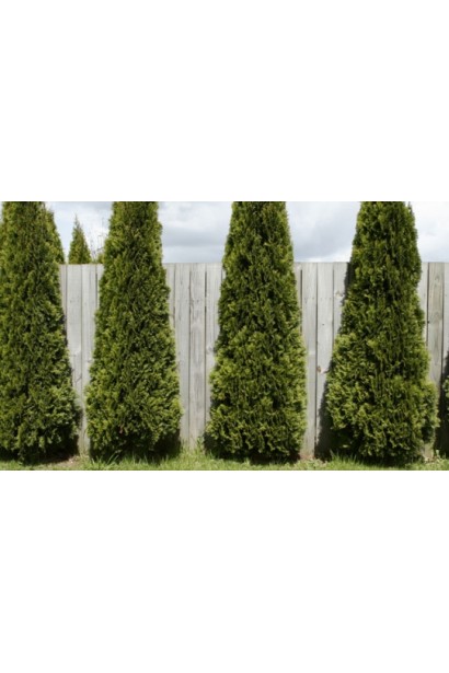 Туя западная Пирамидалис Компакта для живых изгородей.
