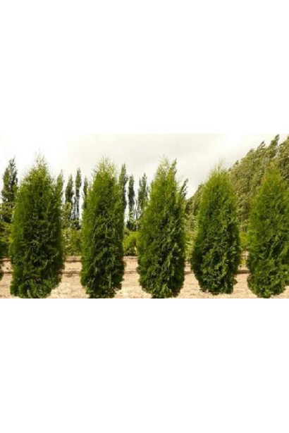 Туя западная Пирамидалис Компакта для живых изгородей.