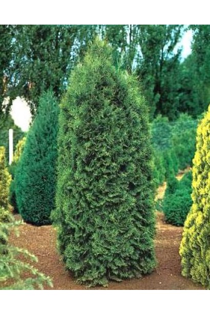 Компактная туя Пирамидалиса с узкой формой.