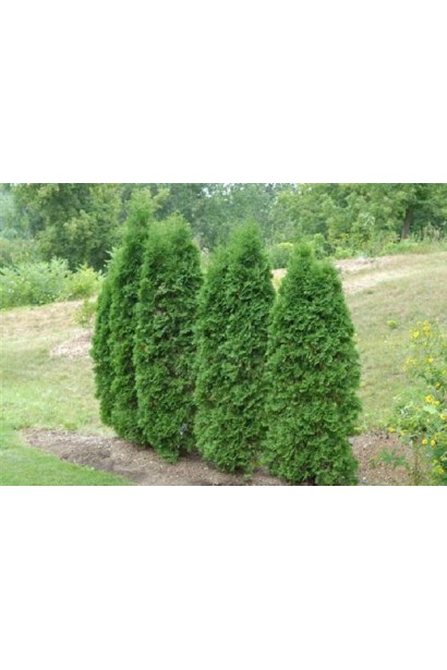 Туя Пирамидалис Компакта для создания вечнозеленого забора.