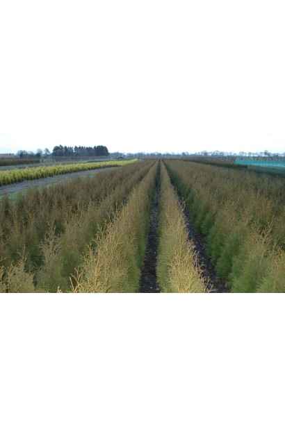 Туя западная Пирамидалис Компакта в питомнике