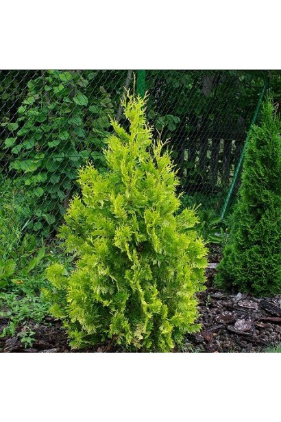 Декоративна туя Єллоу Ріббон у саду.