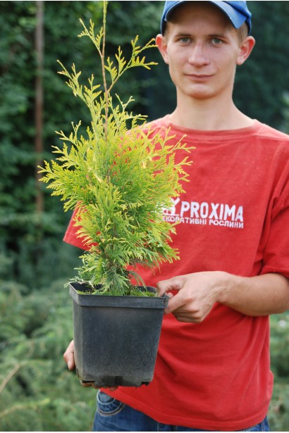 Туя Єллоу Ріббон в контейнері
