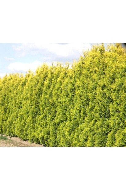 Туя Єллоу Ріббон у живій огорожі.