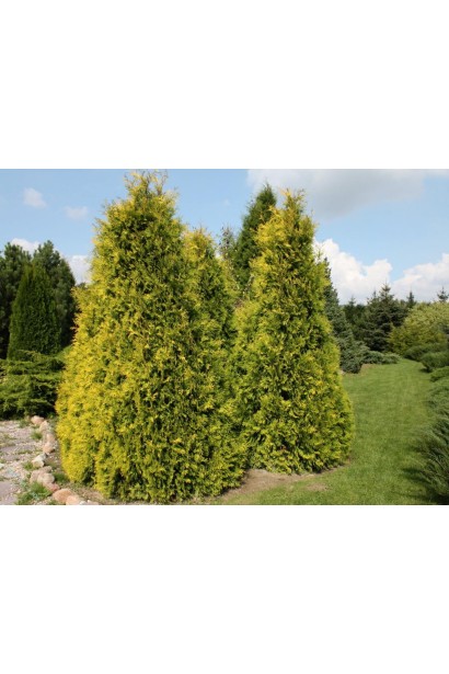 Золотиста туя Єллоу Ріббон на тлі газону.