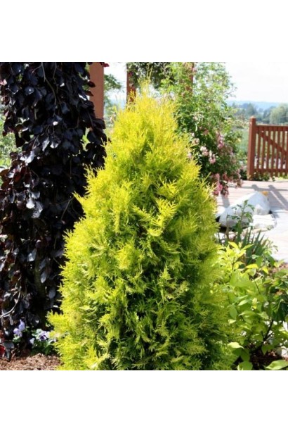 Туя західна Єллоу Ріббон