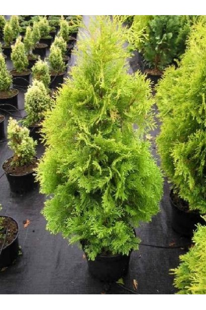 Туя західна Єллоу Ріббон