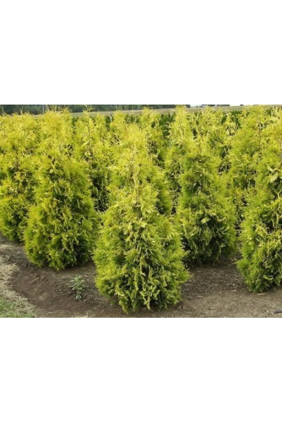 Яскраво-жовта хвоя туї Єллоу Ріббон.