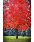 Клен червоний Октобер Глорі | Acer rubrum October Glory | Клён красный Октобер Глори
