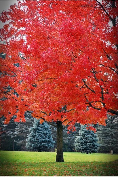 Клен червоний Октобер Глорі