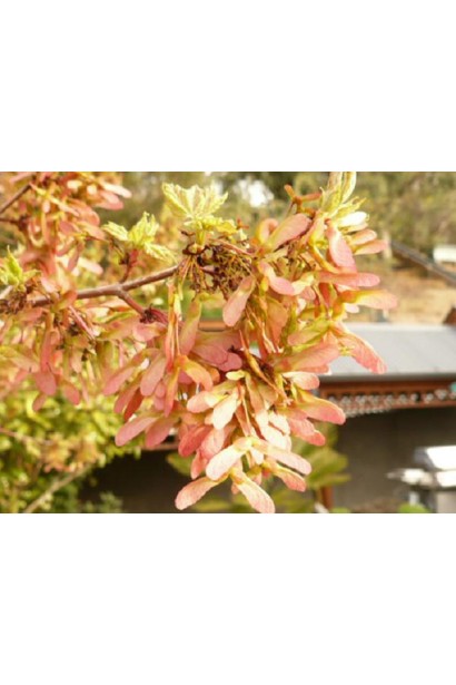 Клен Октобер Глорі плоди-крилатки