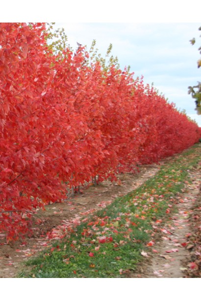 Клен червоний насадження