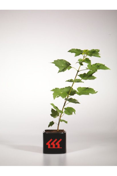 Клен червоний Октобер Глорі саджанець Р9