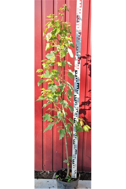 Клен червоний Октобер Глорі контейнер 120-140 см