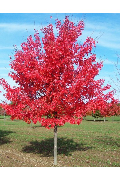 Клен Октобер Глорі дерево восени