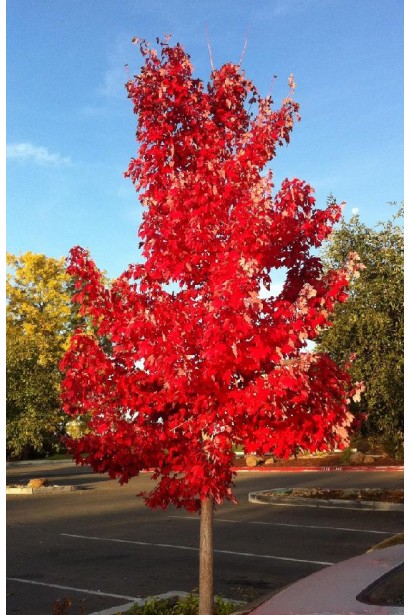 Клен рубрум Октобер Глорі