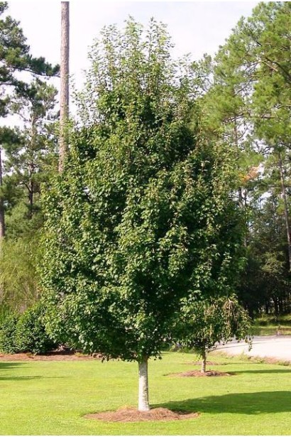 Клен червоний Октобер Глорі темно-зелене листя