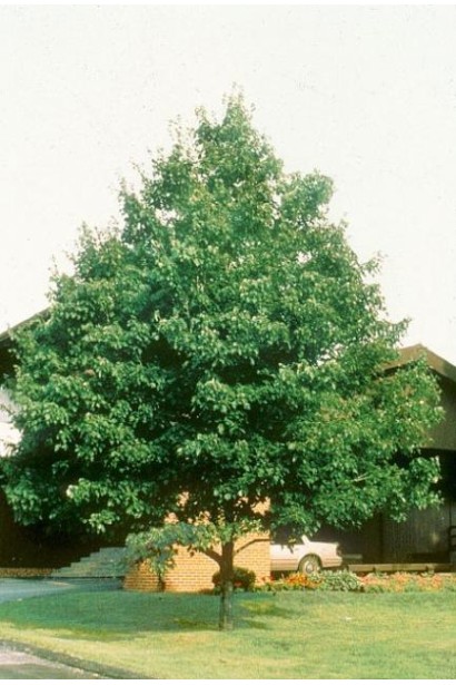 Клен червоний Октобер Глорі навесні