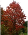 Клен червоний Октобер Глорі | Acer rubrum October Glory | Клён красный Октобер Глори