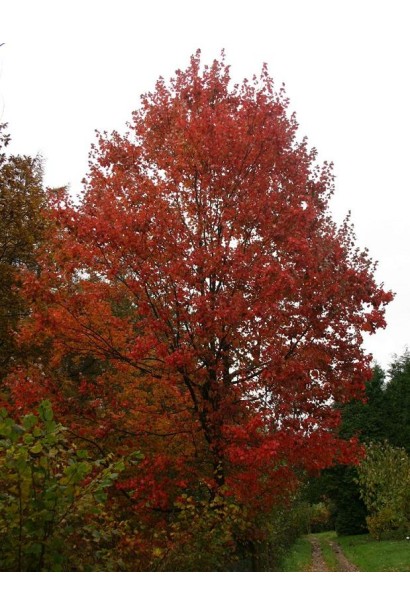 Клен October Glory дерево з широко пірамідальною кроною