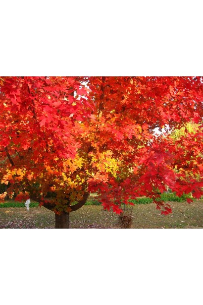 Клен червоний October Glory