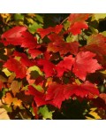 Клён красный Октобер Глори | Acer rubrum October Glory | Клен червоний Октобер Глорі