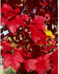 Клён красный Октобер Глори | Acer rubrum October Glory | Клен червоний Октобер Глорі