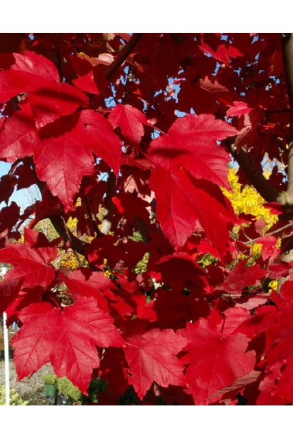 Клен Октобер Глорі яскраве червоне листя восени