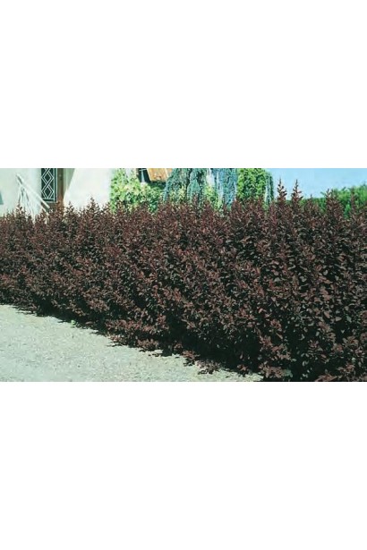 Berberis ottawensis Auricoma