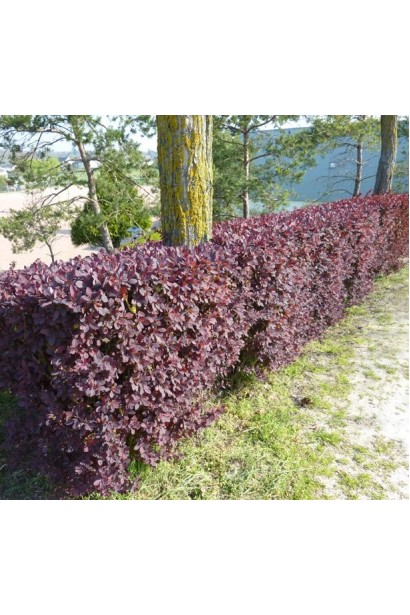 Барбарис оттавський Аурікома живопліт