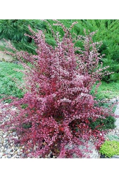 Барбарис оттавський Аурікома кущ