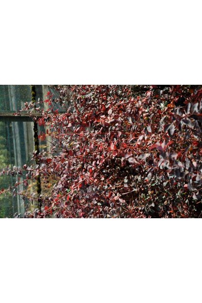 Барбарис оттавський Аурікома 